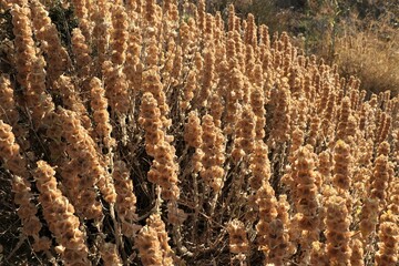 dry wild flowers on Amorgos, Greece