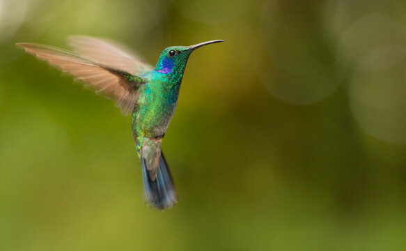 Close-up portrait of a Green violetear hummingbird (Colibri thalassinus) in flight; Monteverde, Costa Rica