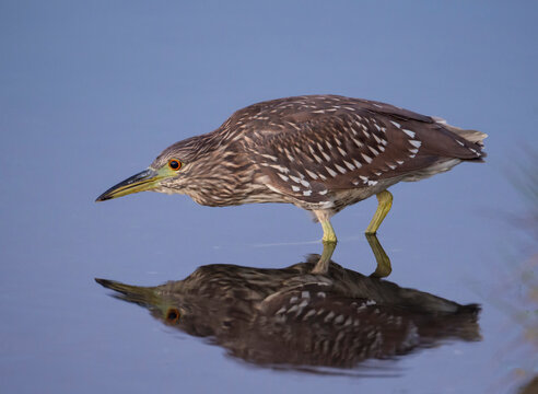 Portrait of an American bittern, Botaurus lentiginosus, with mirror image in water