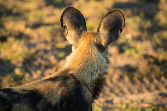 Rear view of a wild dog head (Lycaon pictus) at Selinda Reserve, Botswana; Selinda Reserve, Botswana