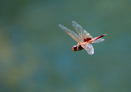 Hovering dragonfly with a blue-green background at Talbot Bay in Australia; Kimberley, Western Australia, Australia
