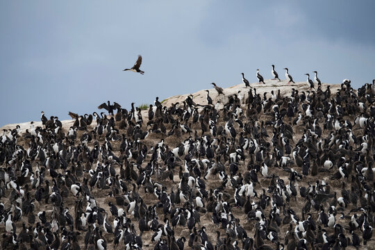 Shag  (Phalacrocorax atriceps) soars above a colony of King penguins (Aptenodytes patagonicus) on the rocks in Beagle Channel, near Ushuaia, Argentina; Argentina