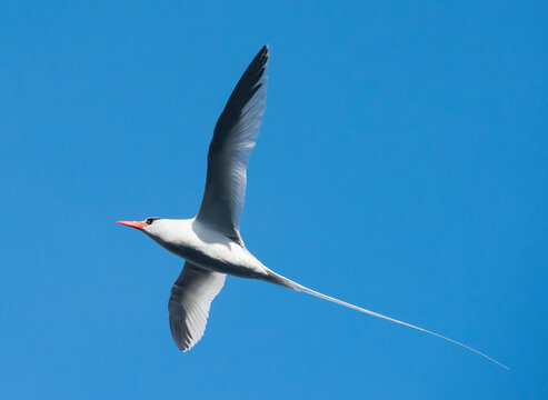 Red-billed tropicbird (Phaethon aethereus) flying in a blue sky; Baja California, Mexico