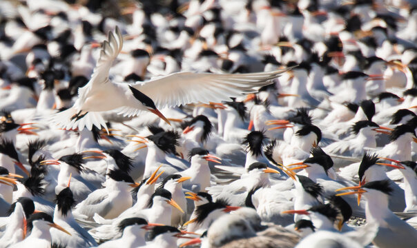 Close-up of a flock of Caspian terns (Sterna Caspia) resting at Punta Belcher on Isla Magdalena; Baja California, Mexico