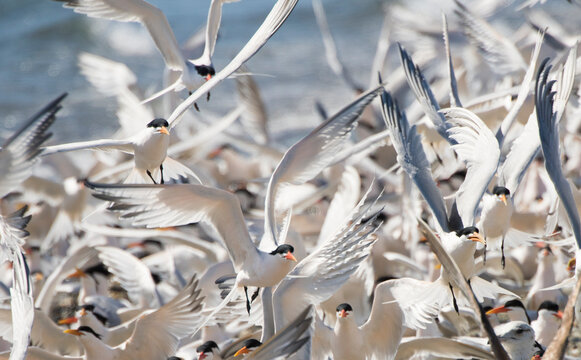 Close-up of a flock of Caspian terns (Sterna Caspia) at Punta Belcher on Isla Magdalena; Baja California, Mexico