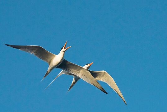Caspian terns (Hydroprogne caspia) in mating flight in a blue sky on a sunny day;  Isla San Esteban, Sonora, Baja California, Mexico