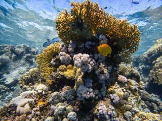 Fototapeta na wymiar Underwater scene with two blue-cheeked butterflyfishes (Chaetodon semilarvatus) in coral reef of the Red Sea 
