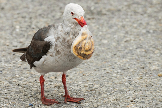 Red-billed gull (Chroicocephalus scopulinus) stealing a breakfast treat off the street; Stanley, Falkland Islands