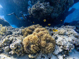Fototapeta na wymiar Underwater scene with orange clownfish (Amphiprion percula) in coral reef of the Red Sea 
