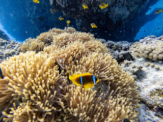 Underwater scene with orange clownfish (Amphiprion percula) in coral reef of the Red Sea

