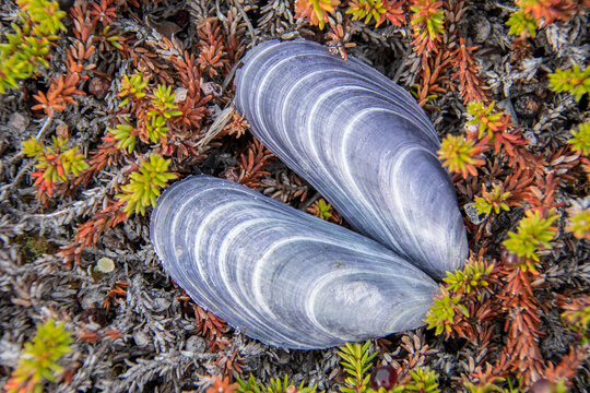 Mussel shell on tundra vegetation; Ilulissat, Greenland