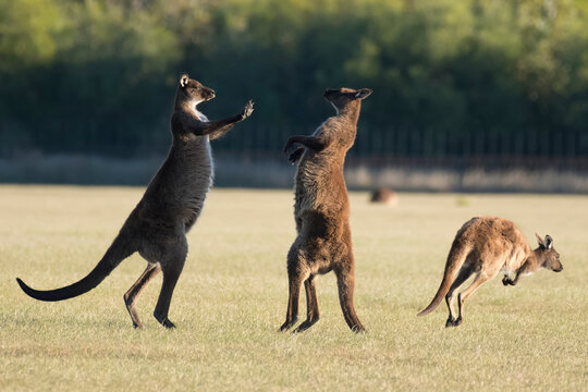 Kangaroos (Macropus rufus) on Kangaroo Island; Adelaide, South Australia, Australia