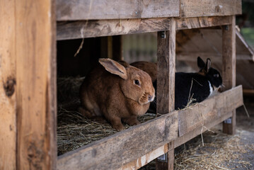 Fluffy rabbits in the kennel.