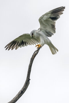 Black-shouldered kite (Elanus axillaris) taking off from a bare branch; Okavango Delta, Botswana