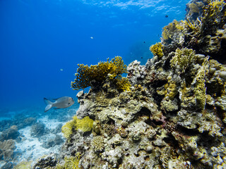 Underwater scene with exotic fishes and coral reef of the Red Sea
