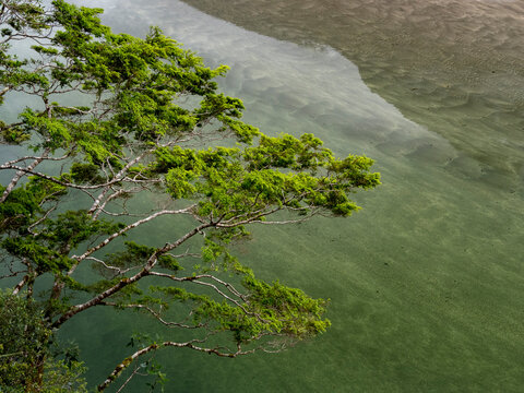 Branches of a Red beech tree (Nothofagus fusca) over the waters of Lake Ada; Milford Sound, Milford Track, South Island, New Zealand