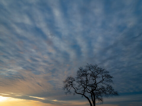 Silhouetted White oak tree (Quercus alba) at sunrise; Mystic, Connecticut, United States of America
