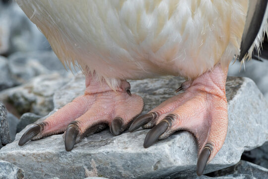 Adelie penguin's (Pygoscelis adeliae) strong feet and long nails for climbing on ice and snow; Port Lockroy, Antarctica