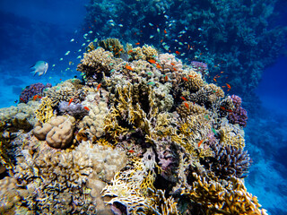 Underwater scene with exotic fishes and coral reef of the Red Sea
