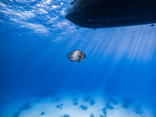 Underwater scene with orbicular batfish swimming under boat and coral reef of the Red Sea
