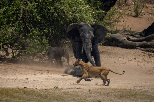 African bush elephant (Loxodonta africana) charges lioness (Panthera leo) on riverbank in Chobe National Park; Chobe, Botswana