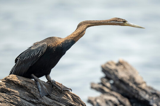 African darter (Anhinga rufa) stretches forward from dead log, Chobe National Park; Chobe, Botswana