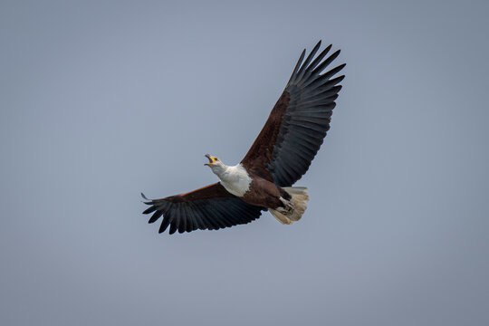 African fish eagle (Haliaeetus vocifer) calls in blue sky in Chobe National Park; Chobe, Botswana