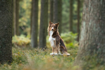 Shooting photo d'un chien de race shetland dans la forêt 