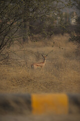 Indian Gazelle in the field
