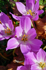 autumn crocus flowers in bloom. vibrant purple color garden crocus with open petals 