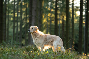 Shooting d'un chien de race golden retriever dans les bois