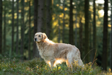 Shooting d'un chien de race golden retriever dans les bois