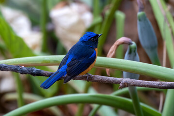 Rufous-bellied niltava or Niltava sundara observed in Rongtong in West Bengal