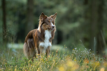 Shooting d'un magnifique chien dans la for&ecirc;t 