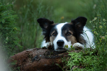 Shooting d'un chien de race border collie dans les bois