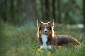 Obraz premium Shooting photo d'un chien de race shetland dans la forêt 