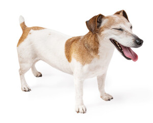 Cute small dog staying on white background smiling with closed eyes, looking side right. Adorable relaxed dreaming pet Jack Russell terrier in full growth ( full height )