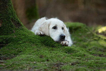 Shooting d'un chien de race golden retriever dans les bois