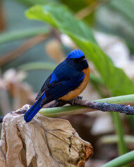 Rufous-bellied niltava or Niltava sundara observed in Rongtong in West Bengal