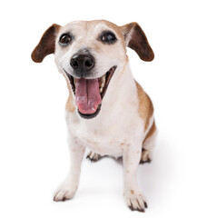 Adorable senior dog on white background sitting full length looking at camera and smiling with wide open mouth. Cute Jack Russell terrier. Elderly senior pet theme series. Shouting, screaming dog face