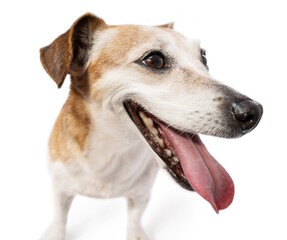 Close up dog huge head portrait. looking side open mouth. Senior 13 years old Jack Russell terrier. Funny happy dog face on white background. expressive positive emotions