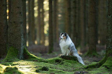 Shooting photo d'un chien dans les bois