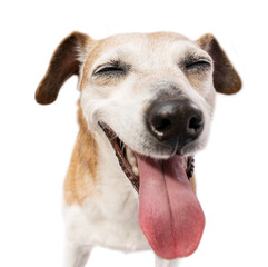 Happy smiling dog with closed eyes. Silly senior dog face enjoying fun. Close up head dog portrait...