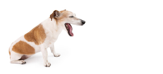 Silly wide-mouthed yawning small dog in full growth sitting on the floor looking to the right. Profile side view. Dog on white background. 13 years old pet senior elderly cute pet