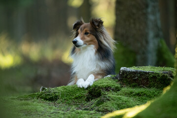 Un chien de race shetland dans une forêt 