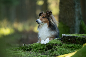Shooting photo d'un chien dans les bois
