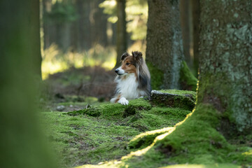 Un chien de race shetland dans une forêt 