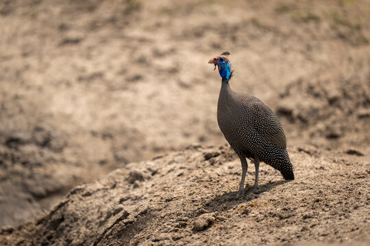 Helmeted guineafowl (Numida meleagris) watches camera on sandy ground in Chobe National Park; Chobe, Botswana