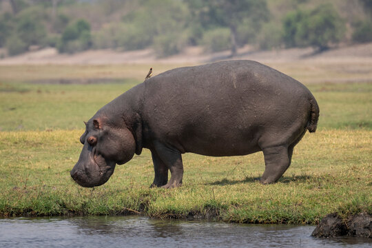 Hippo (Hippopotamus amphibius) stands on grassy floodplain by river with a bird perched on its back in Chobe National Park; Chobe, Botwana