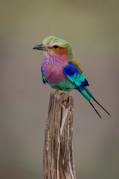 Lilac-breasted roller (Coracias caudatus) on stump stained with guano in Chobe National Park; Chobe, Botswana